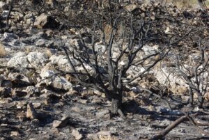 第二新卒の女性が転職する際に押さえておくべき特有のポイントは？