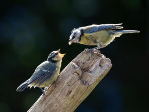 転職の第二新卒が知っておくべき企業比較のポイントは？